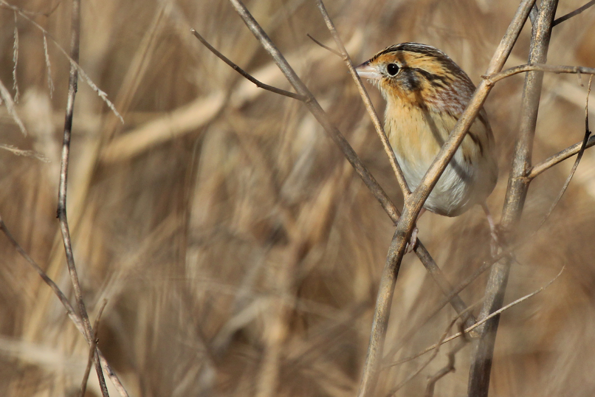 LeConte's Sparrow / 17 Dec / Princess Anne WMA Beasley Tract