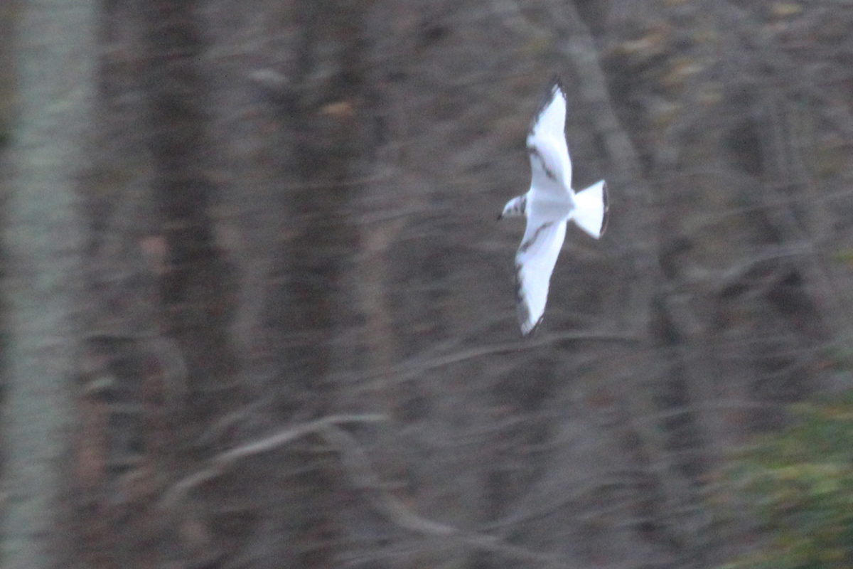 Black-legged Kittiwake / 15 Dec / Stumpy Lake Pier