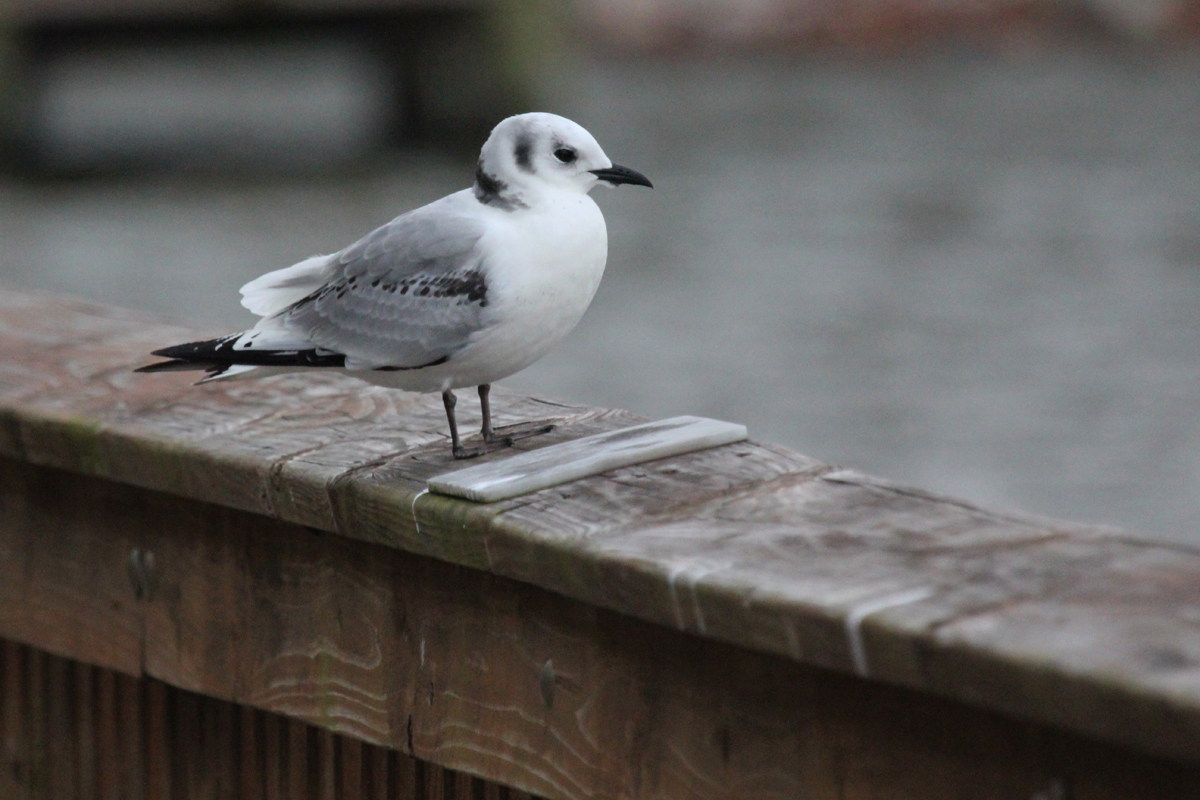 Black-legged Kittiwake / 15 Dec / Stumpy Lake Pier