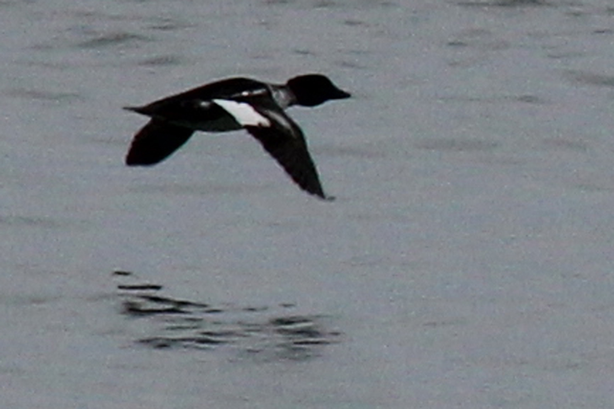 Common Goldeneye / 20 Dec / 39th Street Beach