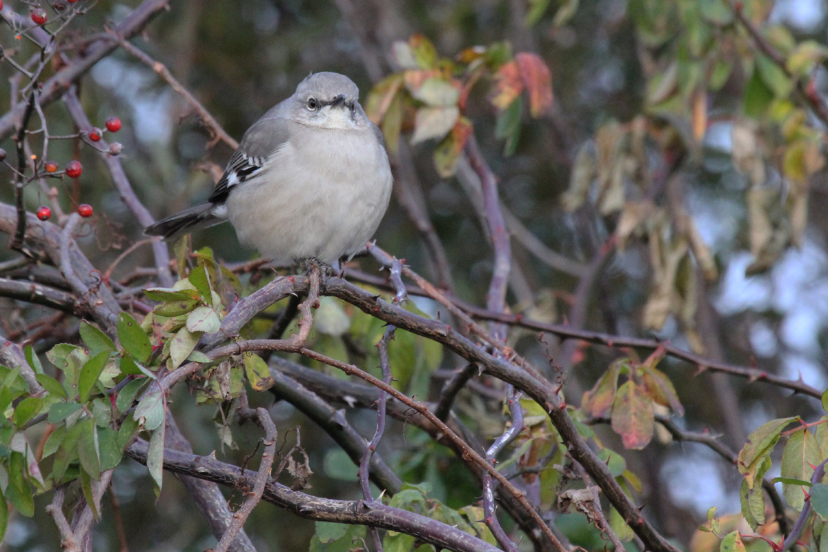 Northern Mockingbird / 29 Dec / Munden Rd.