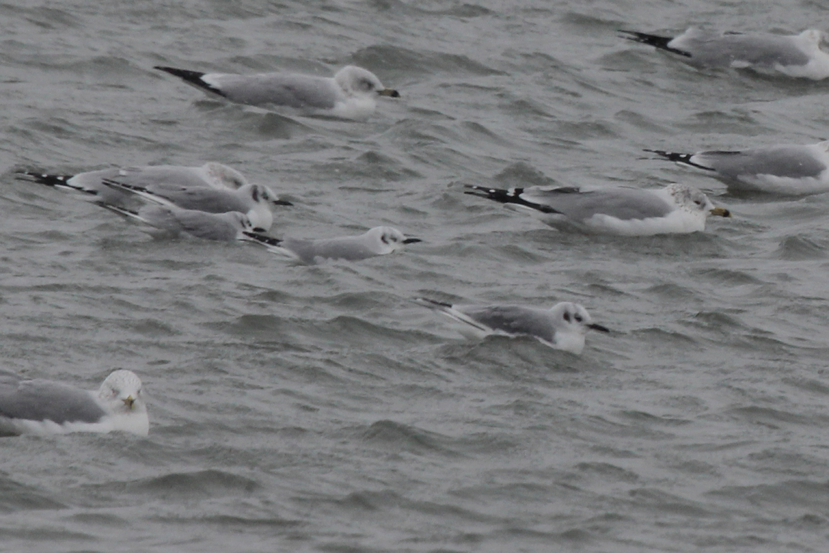 Ring-billed & Bonaparte's Gulls / 4 Jan / Rudee Inlet
