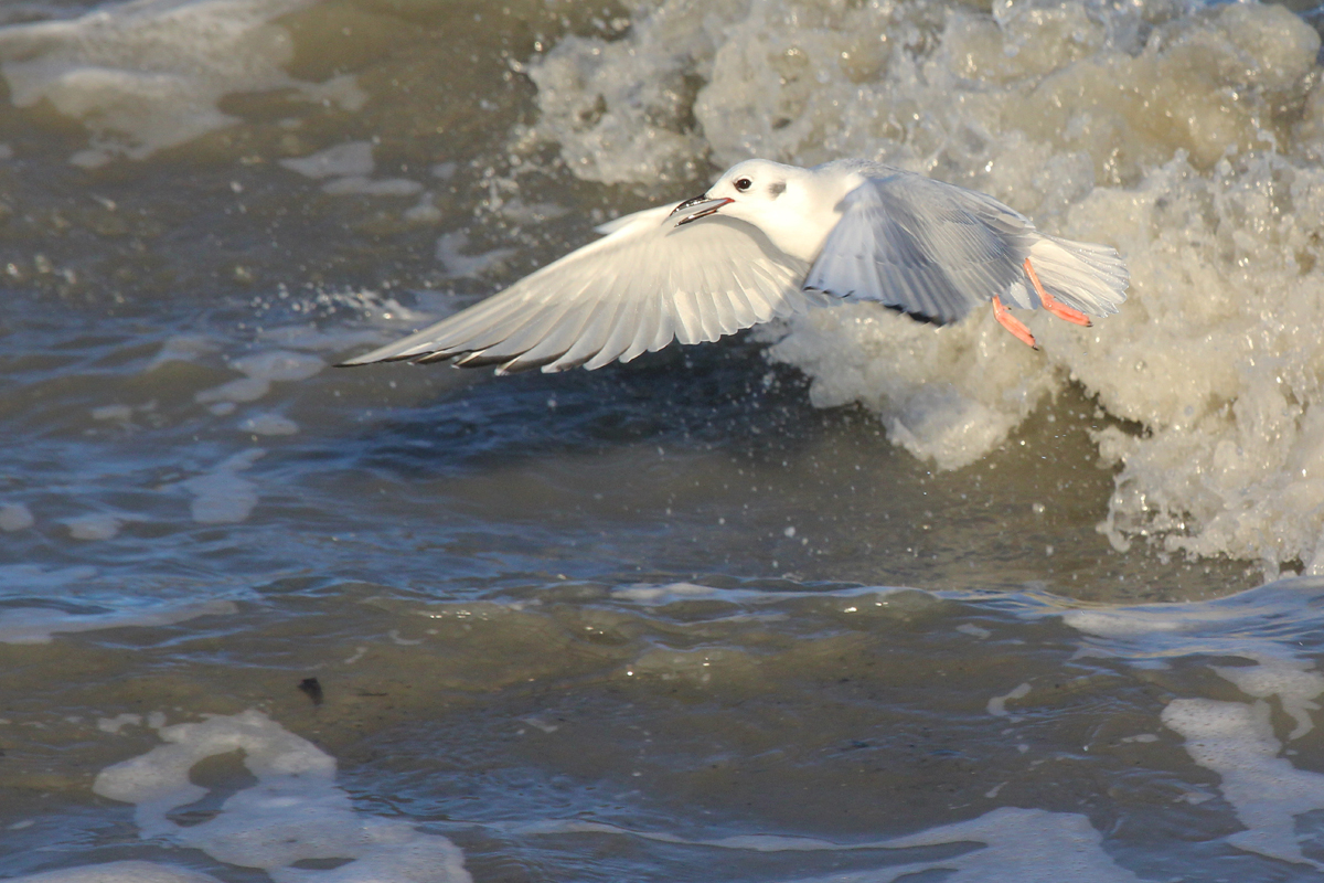 Bonaparte's Gull / 5 Jan / 57th Street Beach