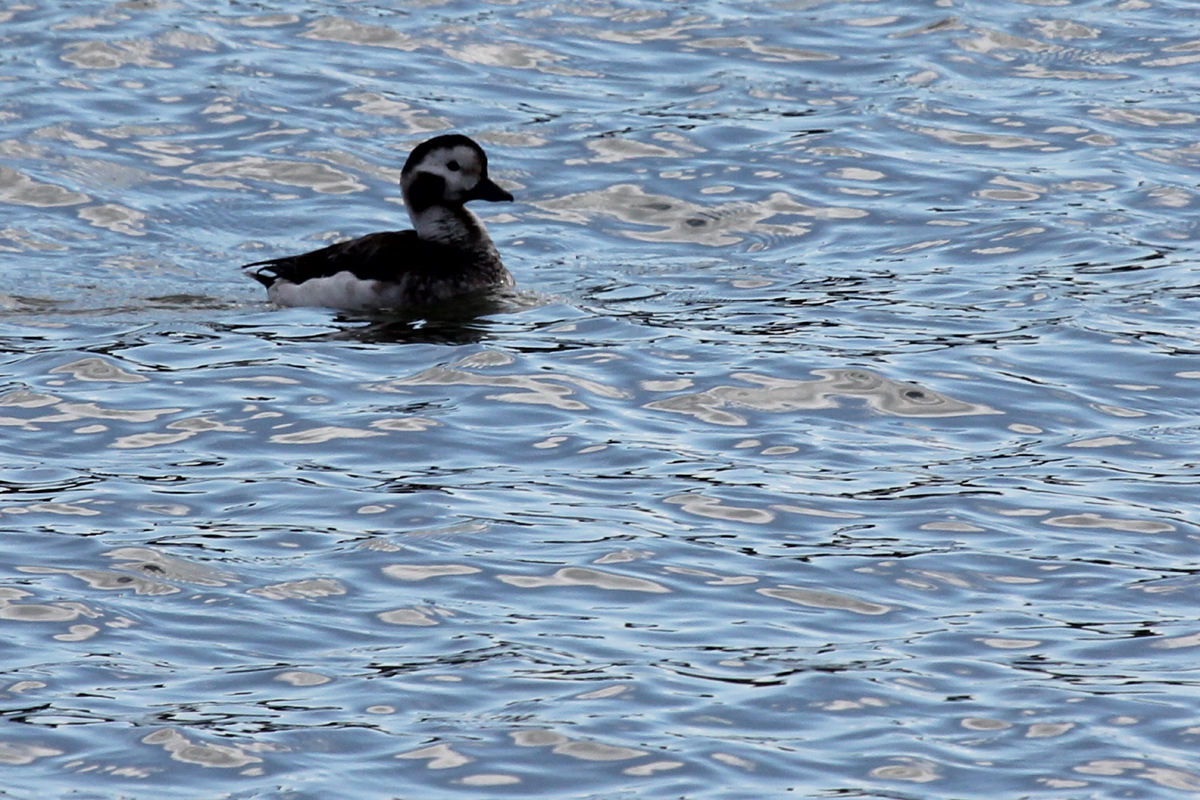 Long-tailed Duck / 7 Jan / Rudee Inlet