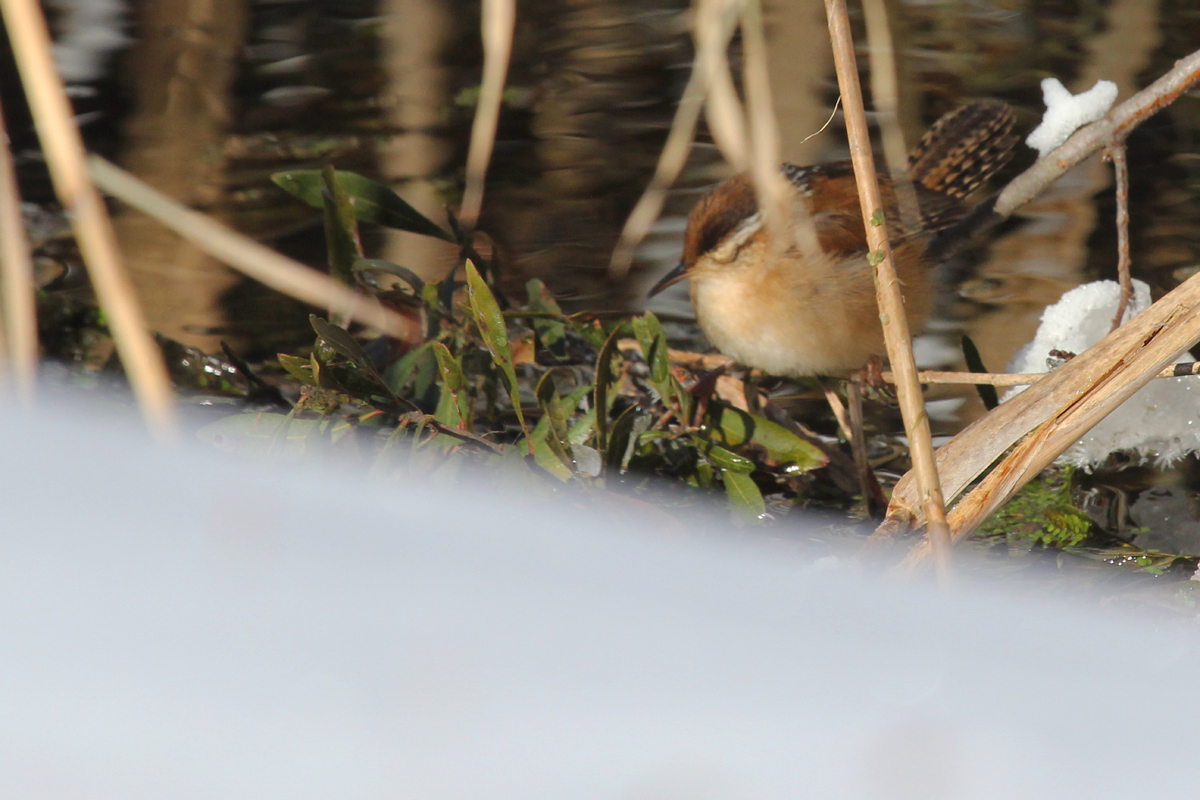 Marsh Wren / 6 Jan / Little Island Park