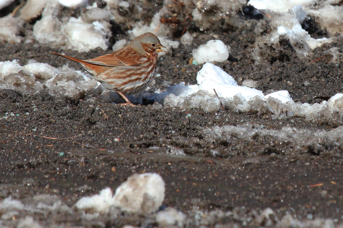Fox Sparrow / 6 Jan / Colechester Rd.