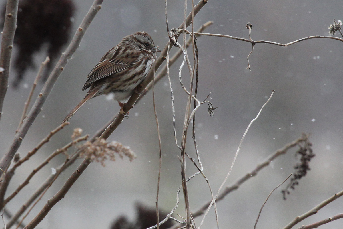 Song Sparrow / 1 Jan / Fitztown Rd.