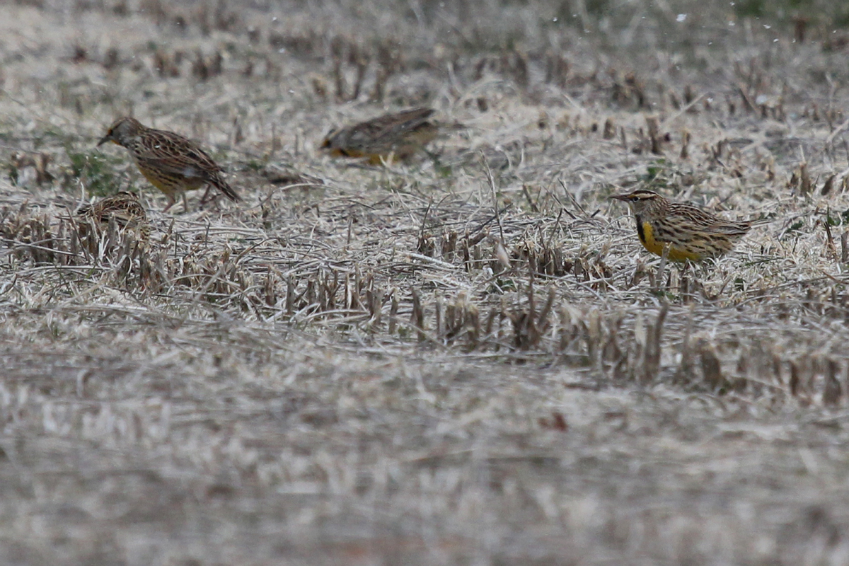 Eastern Meadowlarks / 1 Jan / Princess Anne Rd.