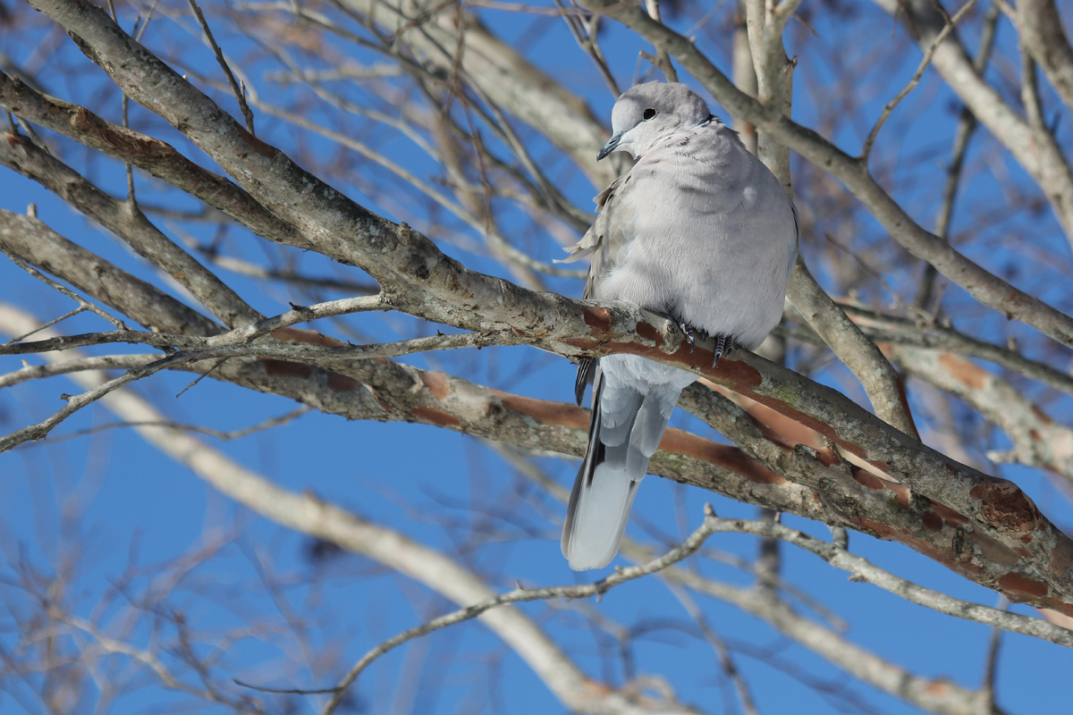 Eurasian Collared-Dove / 6 Jan / Sandbridge