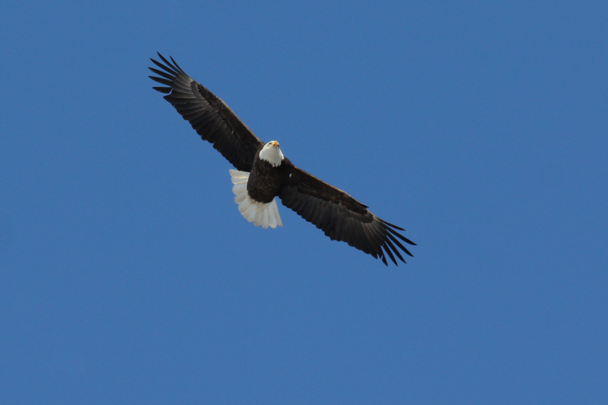 Bald Eagle / 6 Jan / North Muddy Creek Rd.