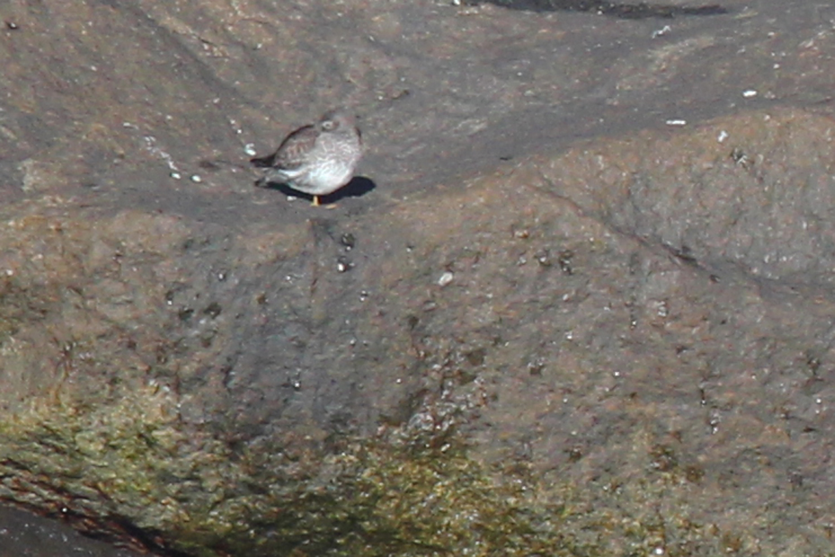 Purple Sandpiper / 20 Jan / North Thimble Island