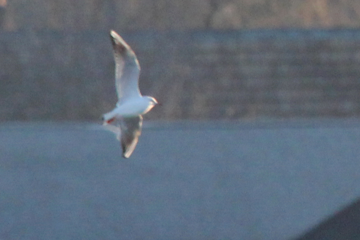 Black-headed Gull / 2 Feb / Rudee Inlet