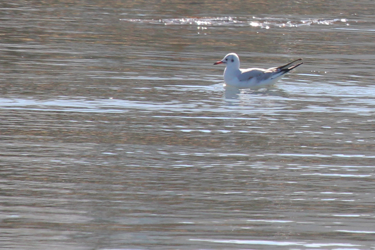 Black-headed Gull / 2 Feb / Rudee Inlet
