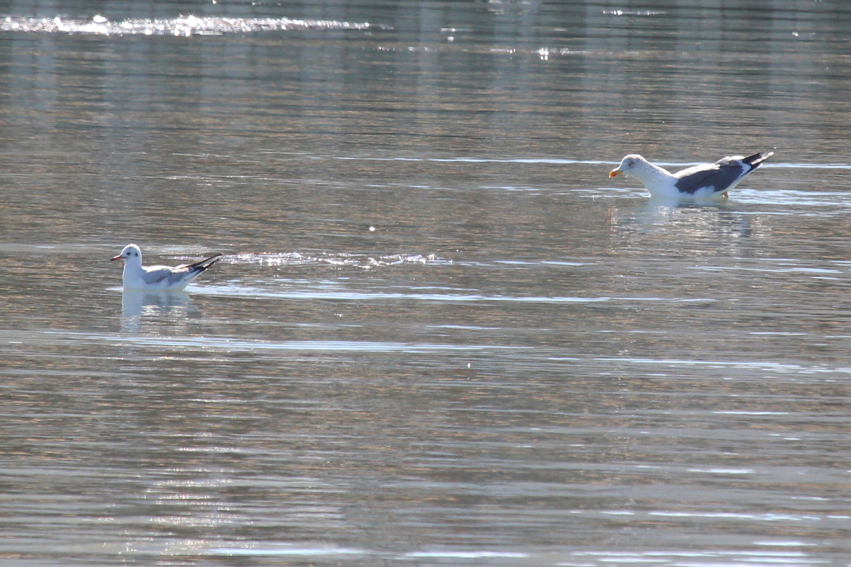 Black-headed Gull & Lesser Black-backed Gull / 2 Feb / Rudee Inlet