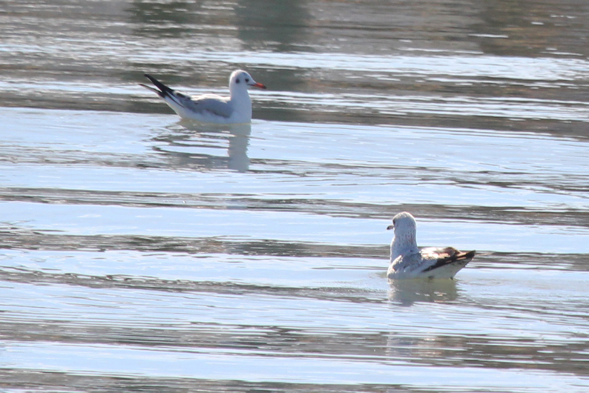Black-headed Gull & Ring-billed Gull / 2 Feb / Rudee Inlet