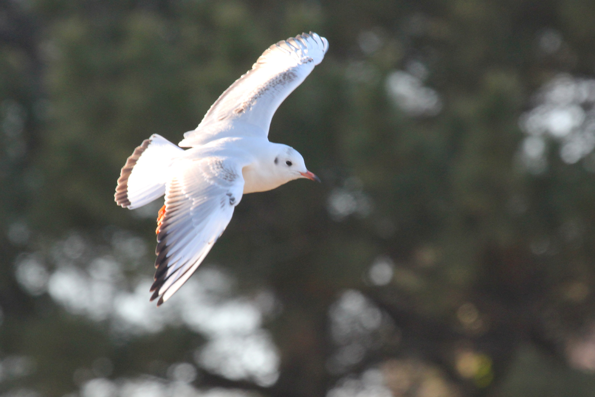 Black-headed Gull / 2 Feb / Rudee Inlet