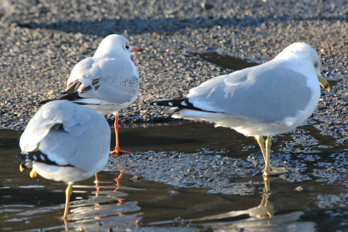 Ring-billed Gulls & Black-headed Gull / 2 Feb / Rudee Inlet