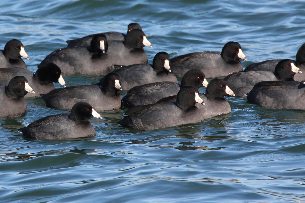 American Coots / 3 Feb / Sherwood Lakes