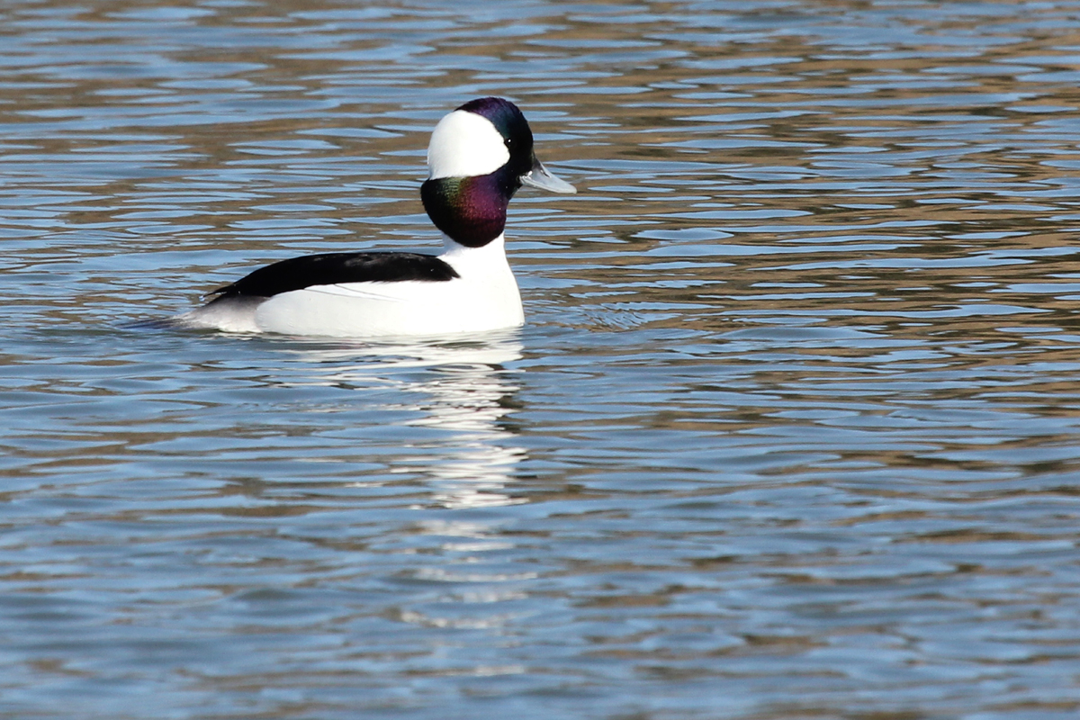 Bufflehead / 3 Feb / Pleasure House Point NA