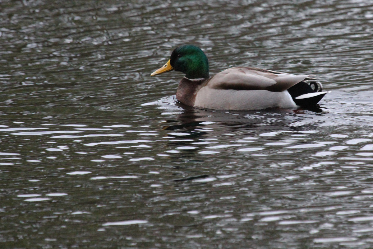 Mallard / 4 Feb / First Landing SP