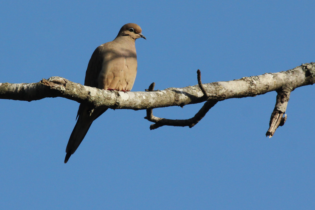 Mourning Dove / 4 Feb / First Landing SP