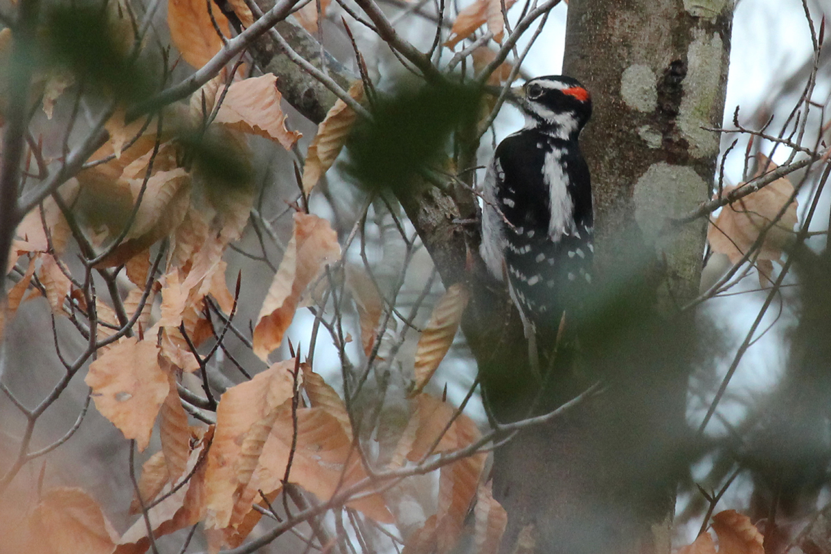 Hairy Woodpecker / 4 Feb / First Landing SP