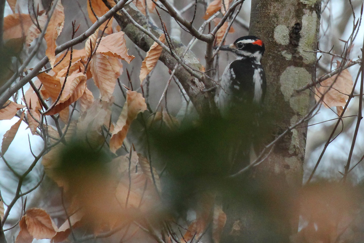 Hairy Woodpecker / 4 Feb / First Landing SP