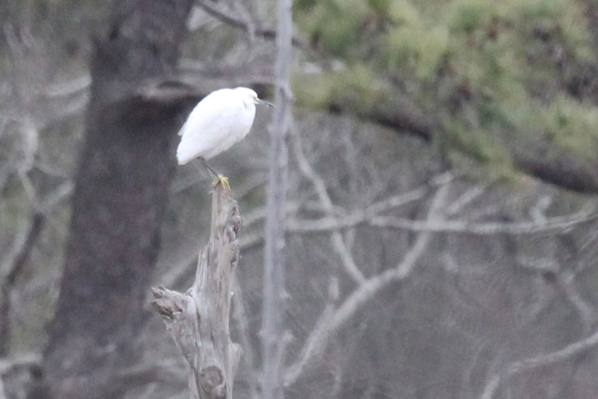 Snowy Egret / 4 Feb / First Landing SP