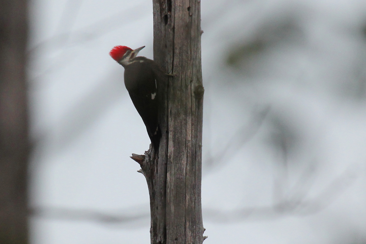 Pileated Woodpecker / 4 Feb / First Landing SP