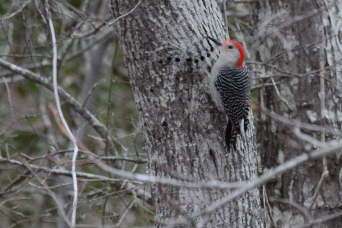 Red-bellied Woodpecker / 4 Feb / First Landing SP