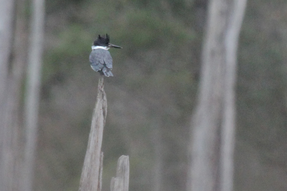 Belted Kingfisher / 4 Feb / First Landing SP