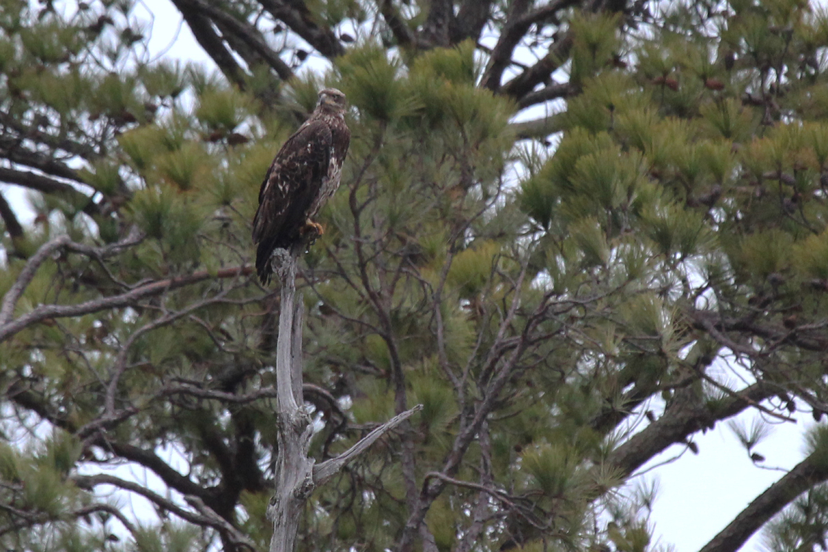 Bald Eagle / 4 Feb / First Landing SP