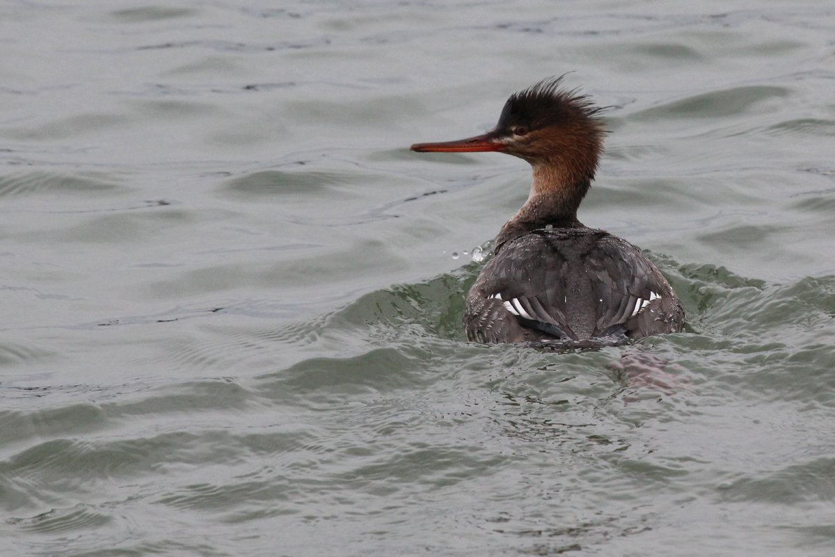 Red-breasted Merganser / 4 Feb / Rudee Inlet