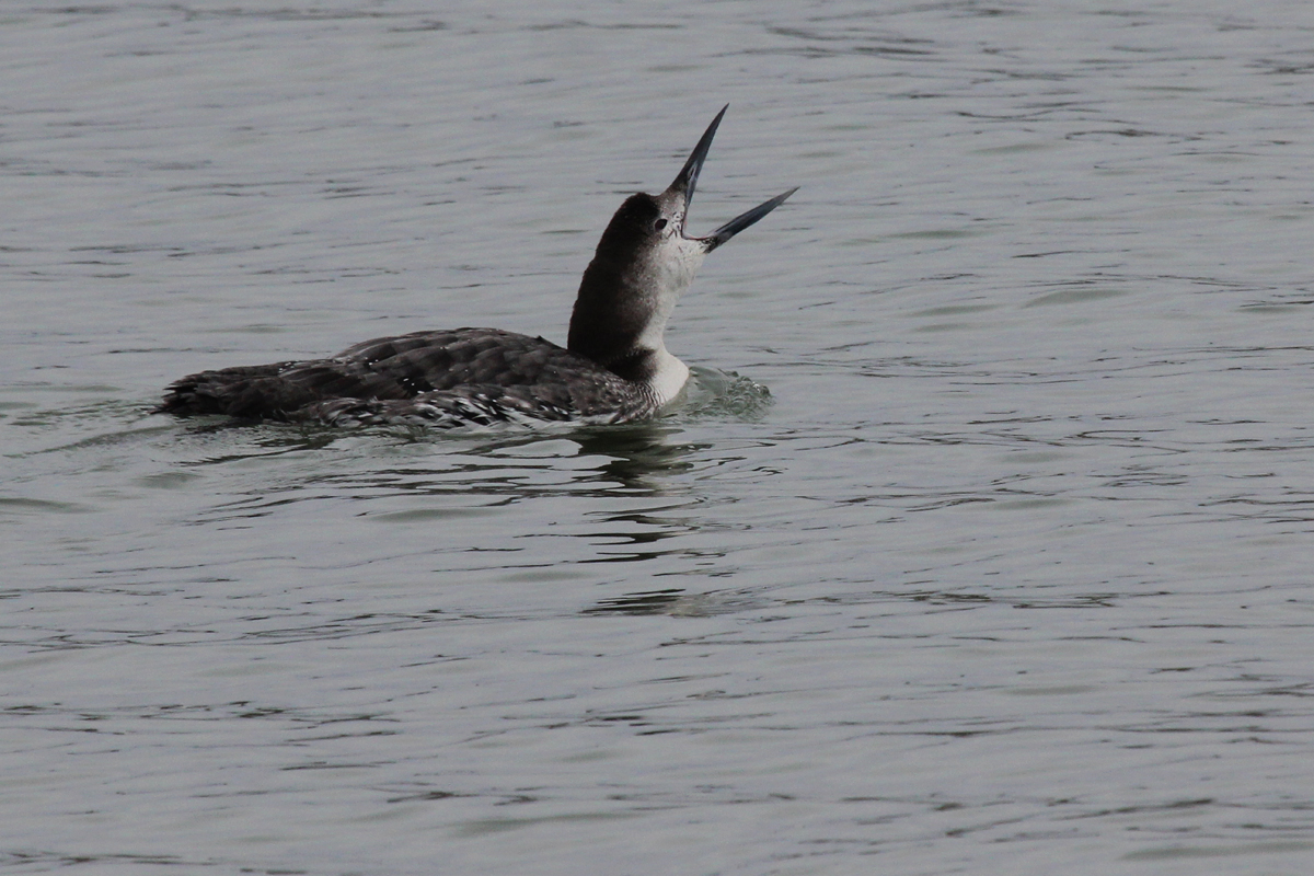 Common Loon / 4 Feb / Rudee Inlet