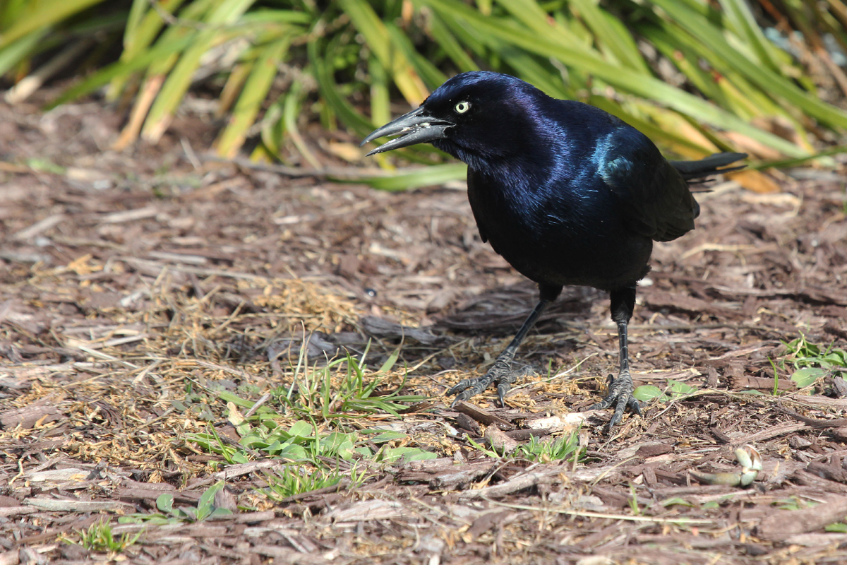 Boat-tailed Grackle / 1 Feb / Rudee Inlet