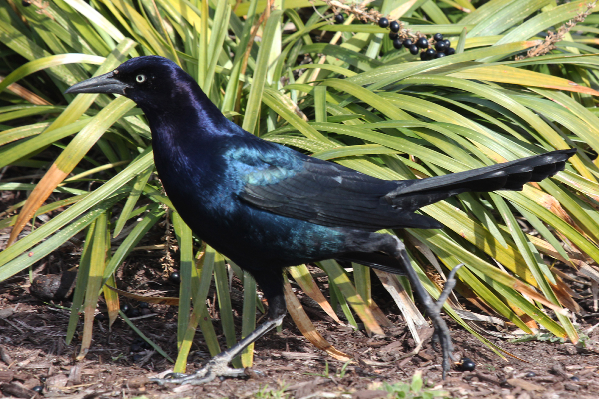 Boat-tailed Grackle / 1 Feb / Rudee Inlet