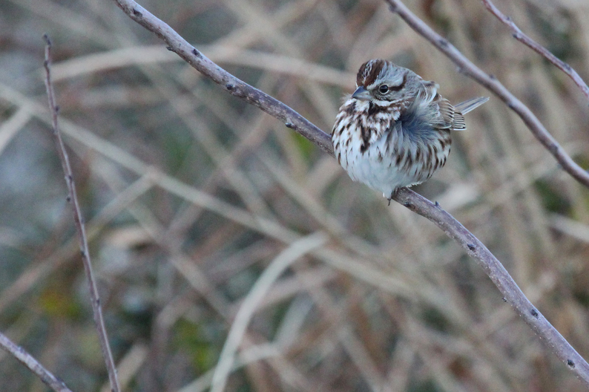 Song Sparrow / 3 Feb / Back Bay NWR