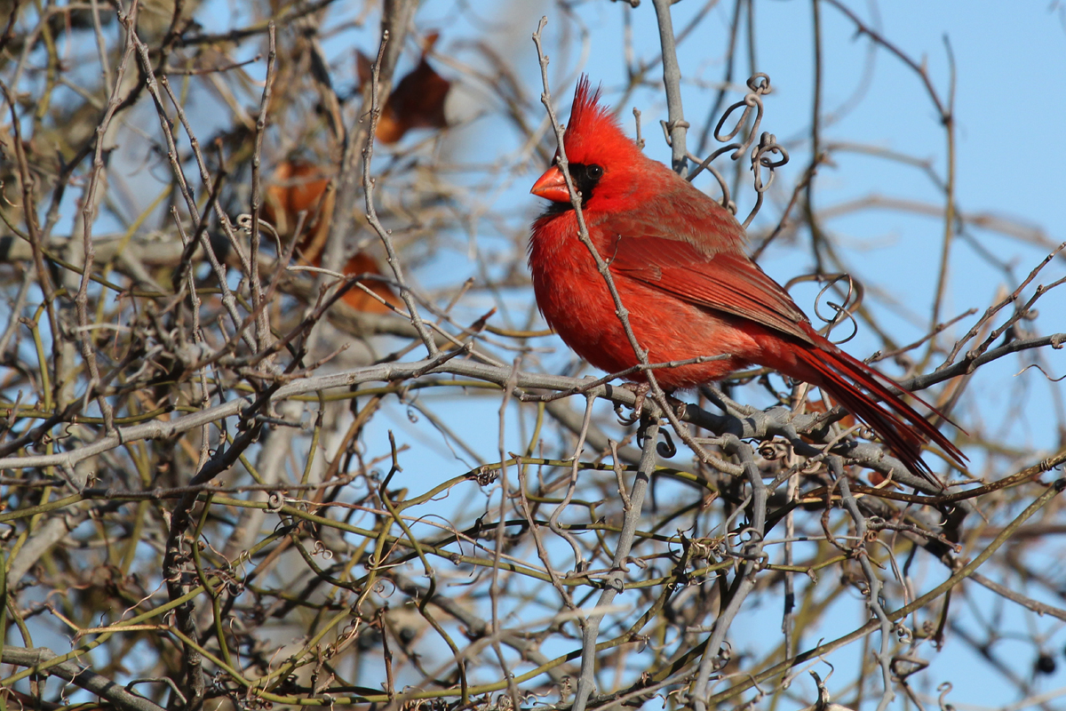 Northern Cardinal / 3 Feb / Little Island Park