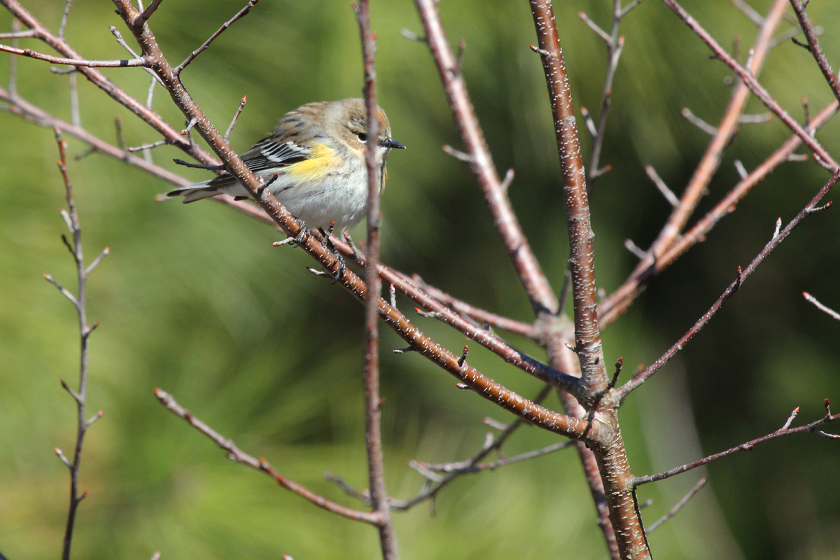 Yellow-rumped Warbler / 3 Feb / Pleasure House Point NA