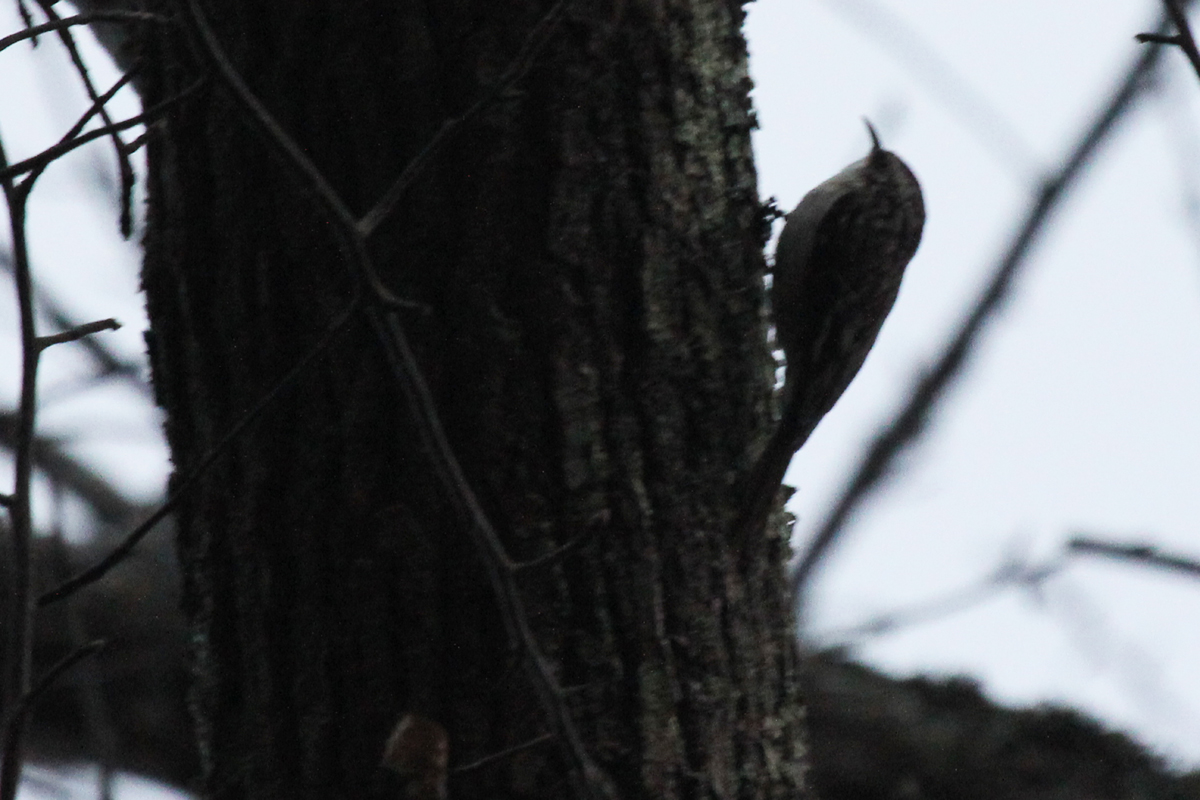 Brown Creeper / 4 Feb / First Landing SP