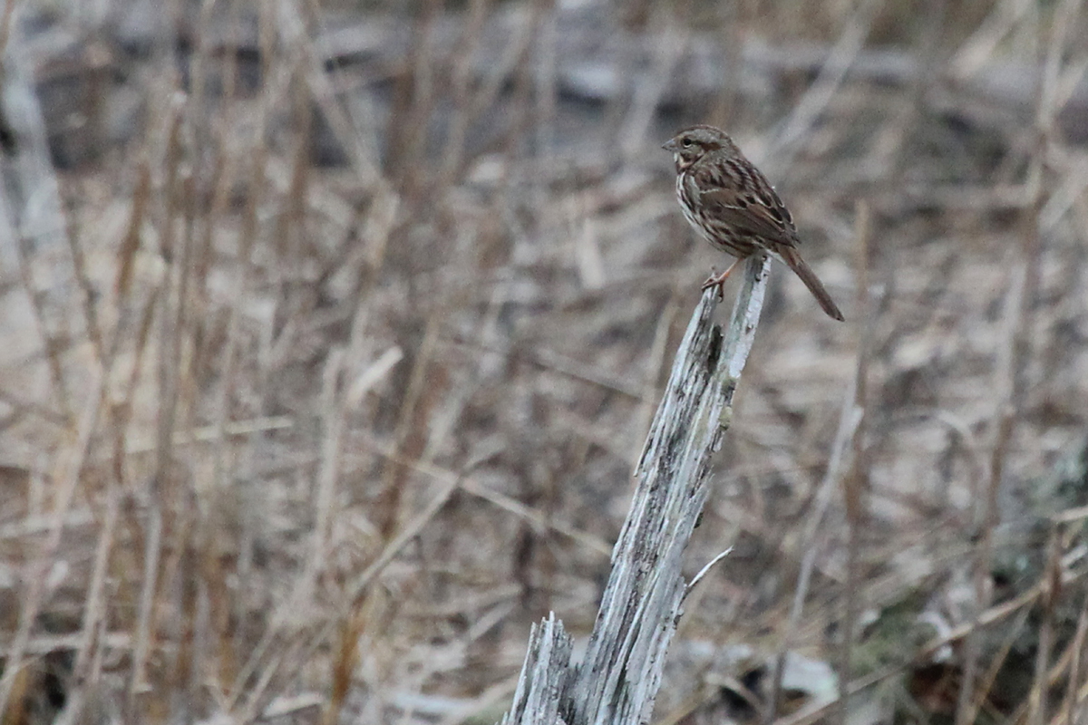 Song Sparrow / 4 Feb / First Landing SP