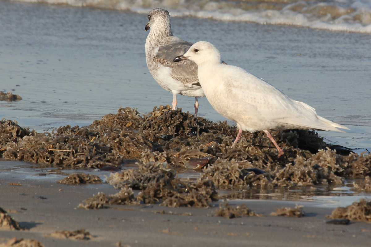 Lesser Black-backed & Iceland Gulls / 15 Mar / North End Beaches