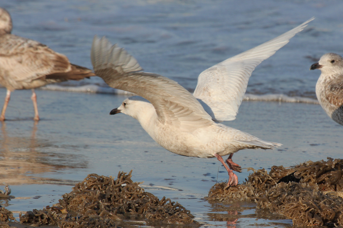 Lesser Black-backed & Iceland Gulls / 15 Mar / North End Beaches