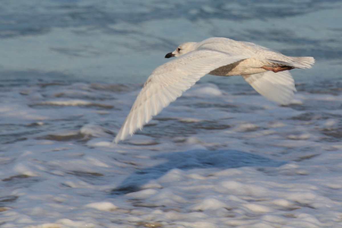 Iceland Gull / 15 Mar / North End Beaches