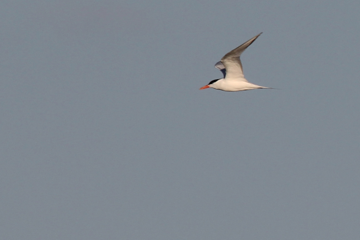 Royal Tern / 15 Mar / North End Beaches