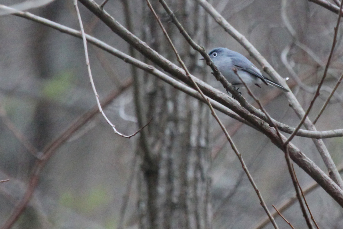 Blue-gray Gnatcatcher / 19 Mar / Stumpy Lake NA