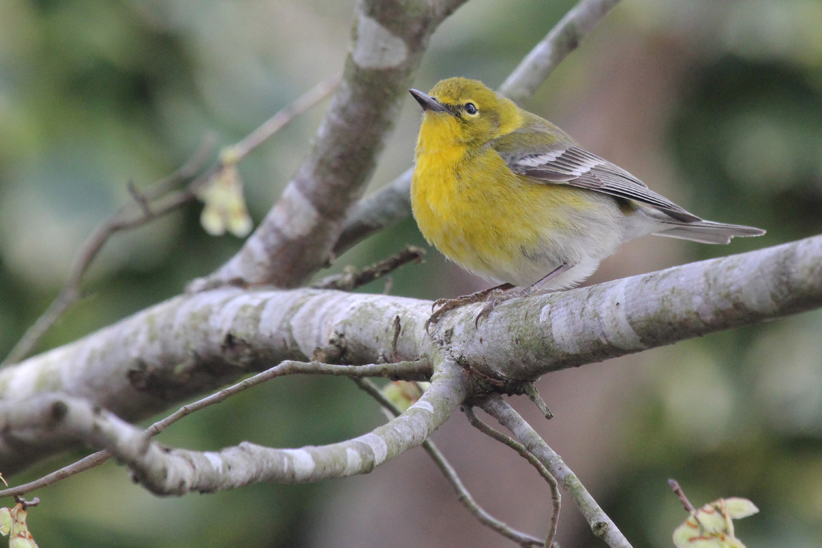 Pine Warbler / 14 Mar