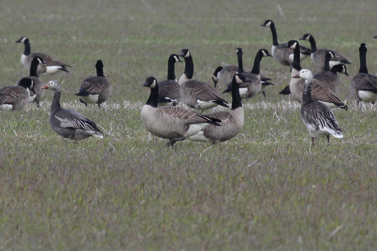 Canada & Snow Geese / 14 Mar / Indian River Rd.