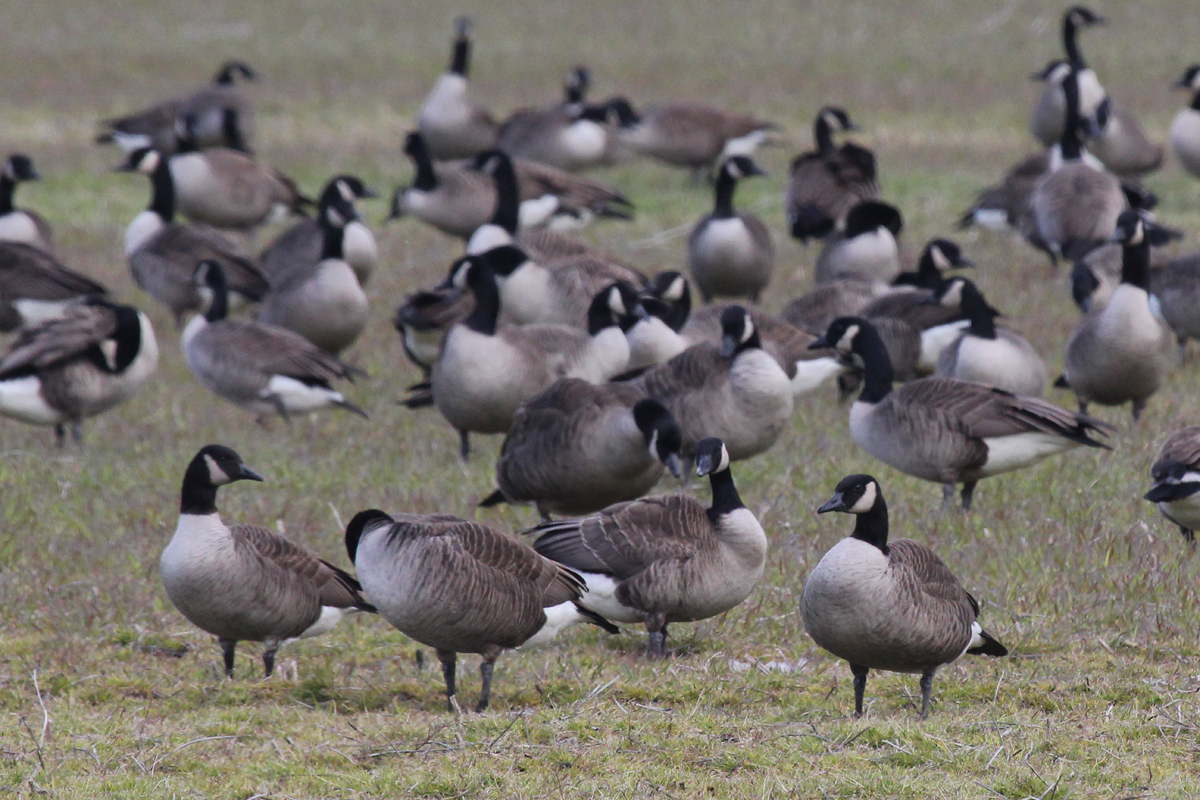 Canada Geese / 14 Mar / Indian River Rd.