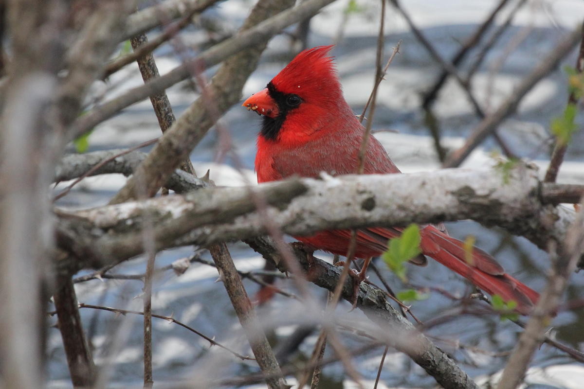 Northern Cardinal / 14 Mar / Stumpy Lake NA